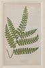 Antique 19th Century Fern lithograph prints in gilt bamboo frames
