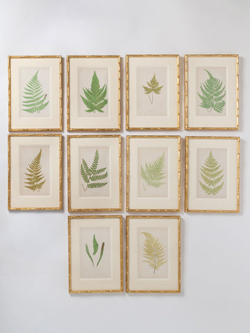 Antique 19th Century Fern lithograph prints in gilt bamboo frames