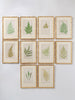 Antique 19th Century Fern lithograph prints in gilt bamboo frames