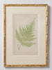 Antique 19th Century Fern lithograph prints in gilt bamboo frames