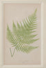 Antique 19th Century Fern lithograph prints in gilt bamboo frames