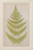 Antique 19th Century Fern lithograph prints in gilt bamboo frames