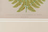 Antique 19th Century Fern lithograph prints in gilt bamboo frames