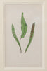 Antique 19th Century Fern lithograph prints in gilt bamboo frames