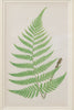 Antique 19th Century Fern lithograph prints in gilt bamboo frames