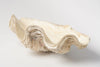 Beautiful Vintage Clam Shell
