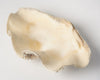 Beautiful Vintage Clam Shell