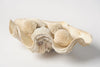 Beautiful Vintage Clam Shell
