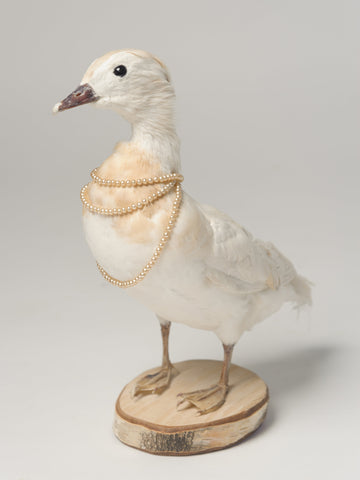 Beautiful Rare Taxidermy Albino Mandarin Duck