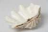 Beautiful Vintage Clam Shell