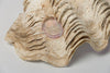 Beautiful Vintage Clam Shell