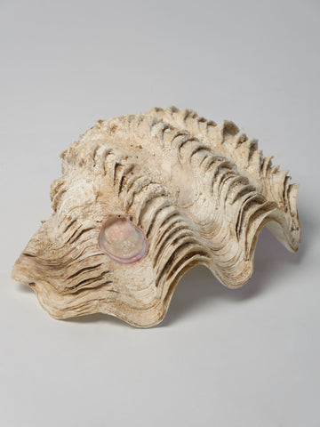 Beautiful Vintage Clam Shell