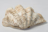 Beautiful Vintage Clam Shell