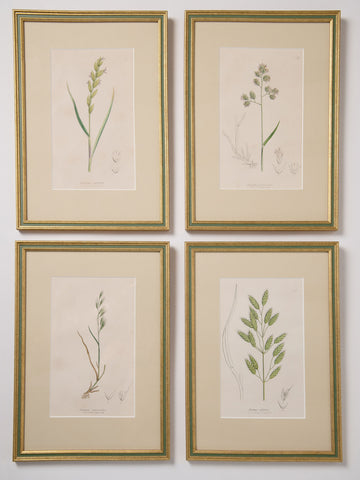 Antique hand coloured botanical engravings by James Sowerby