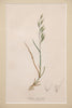 Antique hand coloured botanical engravings by James Sowerby