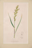 Antique hand coloured botanical engravings by James Sowerby