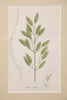 Antique hand coloured botanical engravings by James Sowerby