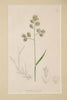 Antique hand coloured botanical engravings by James Sowerby