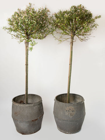 Vintage Galvanised Dolly tubs