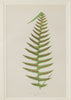 Antique 19th Century Fern Prints in bespoke gilt bamboo frames