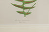 Antique 19th Century Fern Prints in bespoke gilt bamboo frames