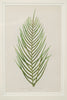 Antique 19th Century Fern Prints in bespoke gilt bamboo frames
