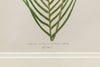 Antique 19th Century Fern Prints in bespoke gilt bamboo frames