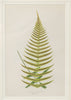 Antique 19th Century Fern Prints in bespoke gilt bamboo frames