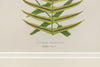 Antique 19th Century Fern Prints in bespoke gilt bamboo frames
