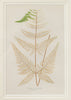 Antique 19th Century Fern Prints in bespoke gilt bamboo frames