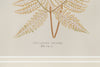 Antique 19th Century Fern Prints in bespoke gilt bamboo frames