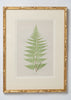 Antique 19th Century Fern Prints in bespoke gilt bamboo frames