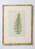 Antique 19th Century Fern Prints in bespoke gilt bamboo frames
