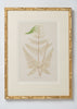 Antique 19th Century Fern Prints in bespoke gilt bamboo frames