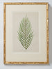 Antique 19th Century Fern Prints in bespoke gilt bamboo frames