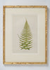 Antique 19th Century Fern Prints in bespoke gilt bamboo frames