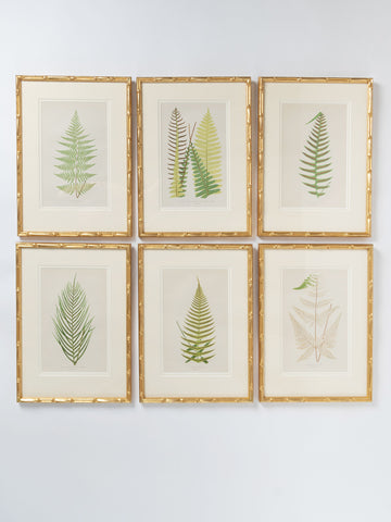 Antique 19th Century Fern Prints in bespoke gilt bamboo frames