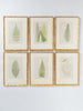 Antique 19th Century Fern Prints in bespoke gilt bamboo frames