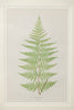 Antique 19th Century Fern Prints in bespoke gilt bamboo frames