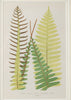 Antique 19th Century Fern Prints in bespoke gilt bamboo frames