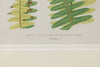 Antique 19th Century Fern Prints in bespoke gilt bamboo frames
