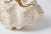 Complete Ruffle Clam shell