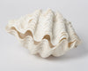 Complete Ruffle Clam shell