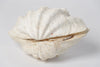 Complete Ruffle Clam shell