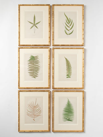 Antique 19th Century Fern lithograph prints in bamboo frames