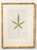 Antique 19th Century Fern lithograph prints in bamboo frames