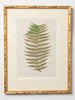 Antique 19th Century Fern lithograph prints in bamboo frames