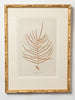 Antique 19th Century Fern lithograph prints in bamboo frames