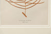 Antique 19th Century Fern lithograph prints in bamboo frames
