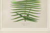 Antique 19th Century Fern lithograph prints in bamboo frames